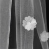 Veil 023-4